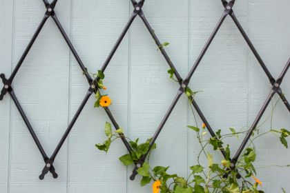 Wall Mounted Lattice Trellis