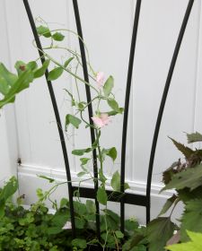 Fan Trellis