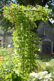 Mushroom Trellis