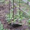 Mushroom Trellis