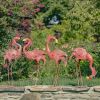 4 Bright Pink Iron Flamingos in Different Poses