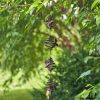 Antique Bronze Hanging Honeybee Rain Chain