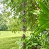 Antique Bronze Hanging Honeybee Rain Chain