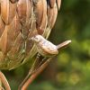 Pinecone Shaped Copper Birdhouse Stake