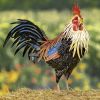 "Chester" the Painted Iron Rooster Decoration