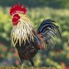 "Chester" the Painted Iron Rooster Decoration