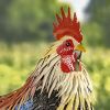 "Chester" the Painted Iron Rooster Decoration