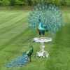 Gem & Jewel, 2 Life Sized Gorgeous Peacocks