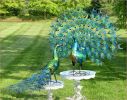 Gem & Jewel, 2 Life Sized Gorgeous Peacocks