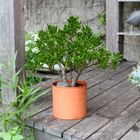 Solaria Cylinder Pot (Color: Burnt Sienna)